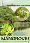 Palisadoes/Port Royal Protected Area - Mangroves