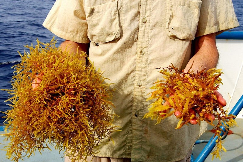 Sargassum, Jamaica Beach Guide NEPA